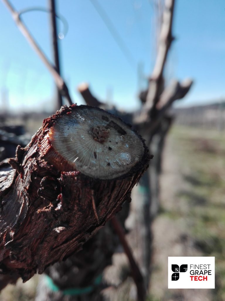 Ferita di potatura su Sauvignon Blanc